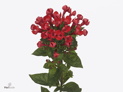 Bouvardia enkelbloemig Royal Red