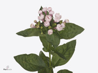 Bouvardia dubbelbloemig Princie Dark