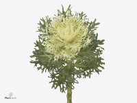 Brassica oleracea 'Crane Feather Snow'