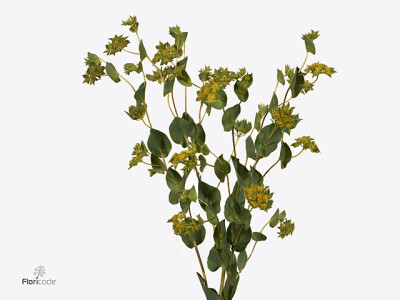 Bupleurum griffithii