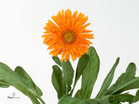 Calendula officinalis 'Green Spot Orange'