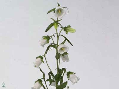 Campanula medium 'Champion White'