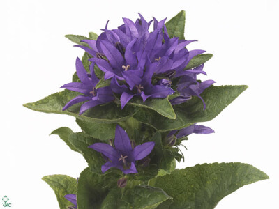 Campanula glomerata 'Daniëlle'