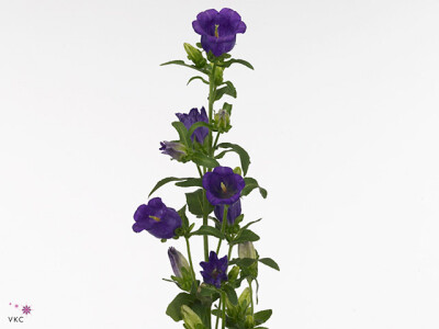 Campanula medium 'Campana Deep Blue'