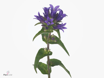 Campanula glomerata 'Blue Tail'