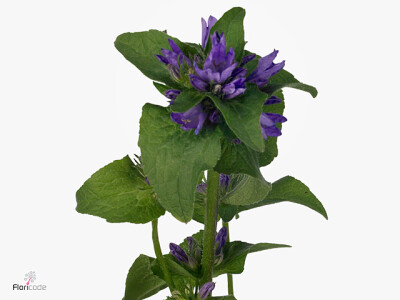 Campanula glomerata 'Superba'