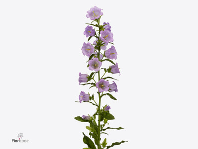 Campanula medium 'Big Ben Lavender'