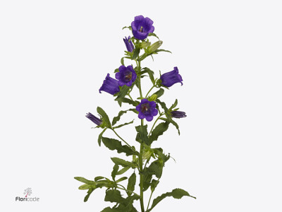 Campanula medium 'Big Ben Deep Blue'