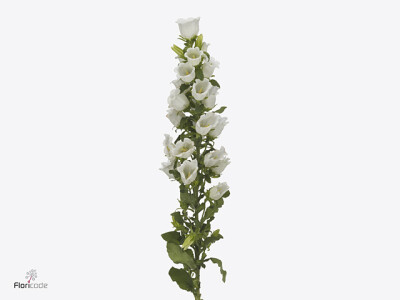 Campanula medium Big Ben White