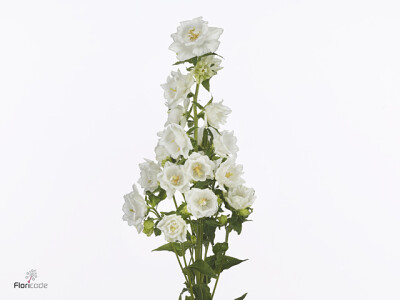 Campanula medium 'Mont Blanc'