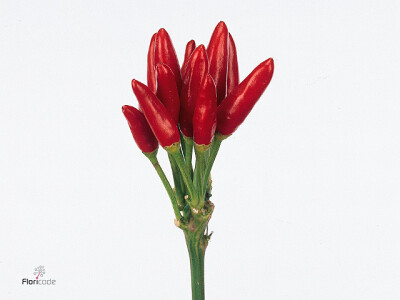 Capsicum annuum 'Red Fire'