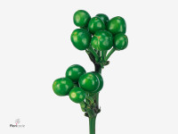 Capsicum annuum 'Green Candy'