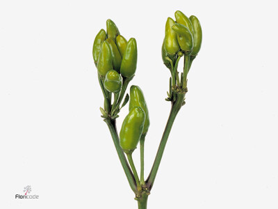 Capsicum annuum 'Green Fire'