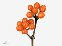 Capsicum annuum 'Orange Candy'