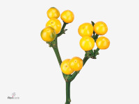 Capsicum annuum 'Yellow Candy'