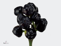 Capsicum annuum 'Black Giant'