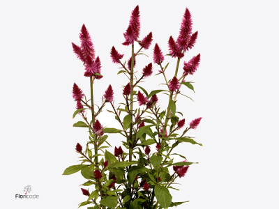 Celosia Caracas