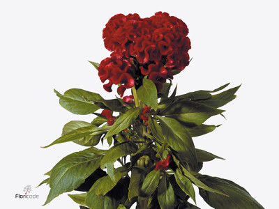 Celosia argentea (Cristata Grp) 'No. 9'