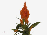 Celosia argentea (Plumosa Grp) 'Apricot Brandy'