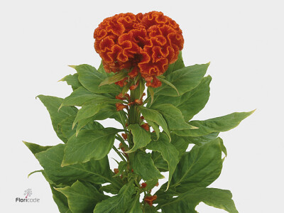 Celosia argentea (Cristata Grp) 'Persimmon Chief'