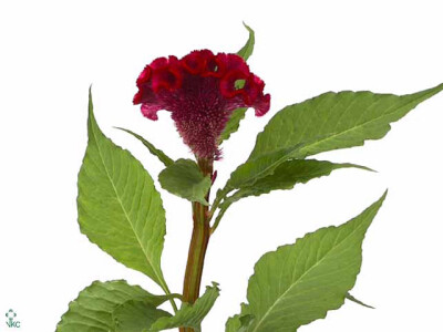 Celosia argentea (Cristata Grp) 'Act Dara'