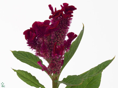 Celosia argentea (Cristata Grp) 'Fantasy Red'