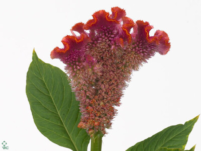 Celosia argentea (Cristata Grp) 'Fantasy Orange'