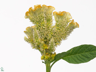 Celosia argentea (Cristata Grp) 'Fantasy Yellow'