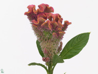 Celosia argentea (Cristata Grp) 'Fantasy Pink'