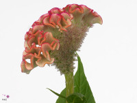 Celosia argentea (Cristata Grp) 'Bar Bossa'