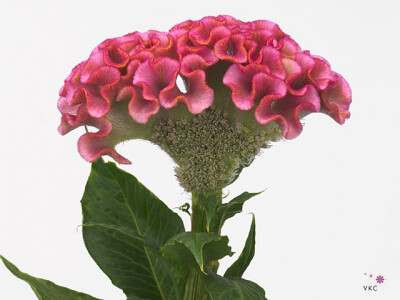 Celosia argentea (Cristata Grp) 'Act Rima'