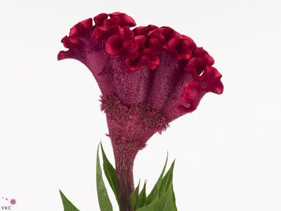 Celosia argentea (Cristata Grp) 'Turbo Scarlet'