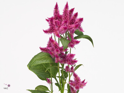 Celosia argentea Celway Purple