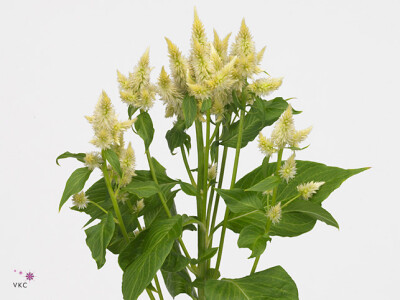 Celosia argentea Celway White