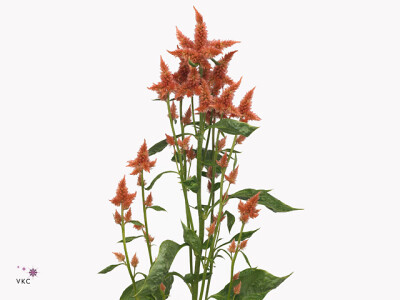 Celosia argentea Celway Terracotta