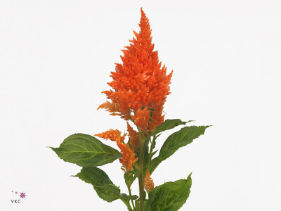 Celosia argentea (Plumosa Grp) Sunday Orange