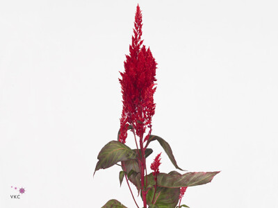 Celosia argentea (Plumosa Grp) Sunday Red