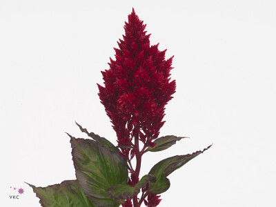 Celosia argentea (Plumosa Grp) Sunday Winered