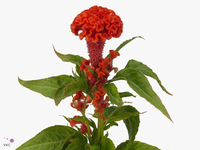 Celosia argentea (Cristata Grp) 'Captain Dark Orange'