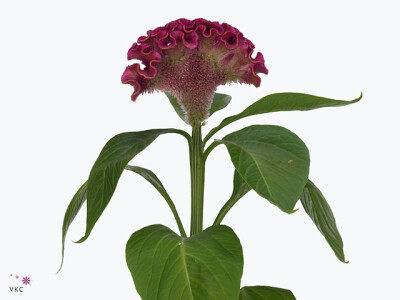 Celosia argentea (Cristata Grp) 'Bar Bora'