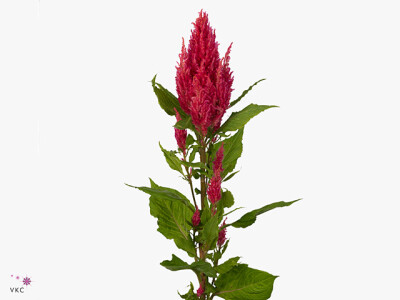 Celosia argentea (Plumosa Grp) Sunday Dark Pink