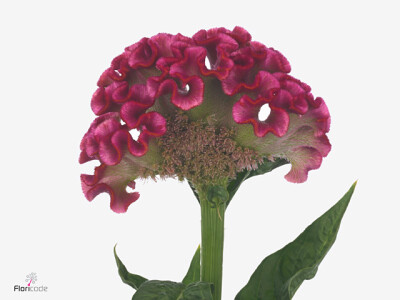Celosia argentea (Cristata Grp) 'Solid'