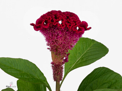 Celosia argentea (Cristata Grp) Wicked
