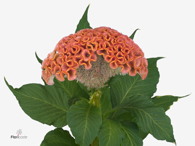 Celosia argentea (Cristata Grp) 'Act Ziva'