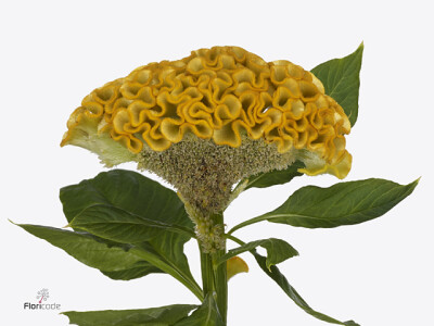 Celosia argentea (Cristata Grp) Neo Gold