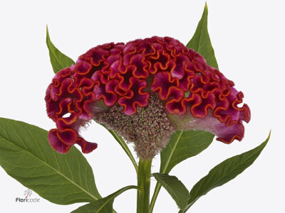 Celosia argentea (Cristata Grp) Neo Orange