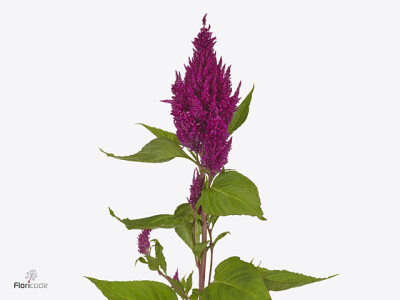 Celosia argentea (Plumosa Grp) Sunday Purple