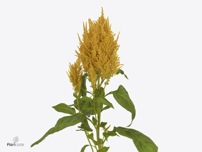 Celosia argentea (Plumosa Grp) Sunday Gold
