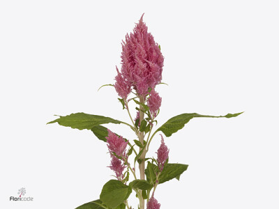 Celosia argentea (Plumosa Grp) Sunday Bright Pink