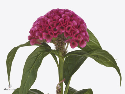 Celosia argentea (Cristata Grp) 'Rose Delight'